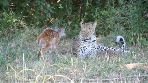 leopard and baby buck