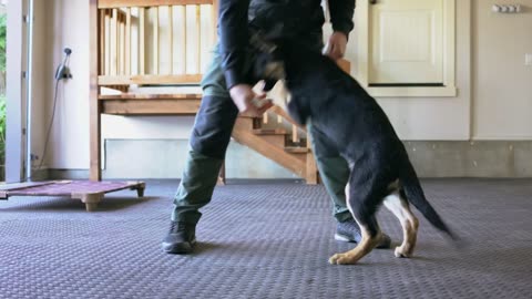 Learn to Teach Your Dog 5 Command in Less Than 8 Minutes!