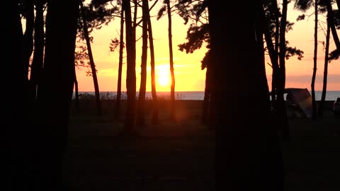 the sunset red through the pine trees 10