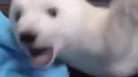 Rescued baby polar bear Video by- @blackjaguarwhitetiger