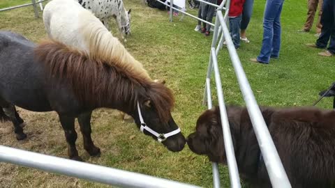 Giant dog meets the miniature horses