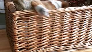 Brown corgi puppy climbs into wicker basket