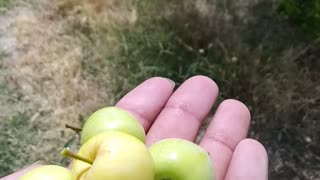 Mini apple