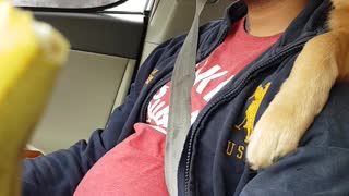 golden retriever want papa attention when he is driving
