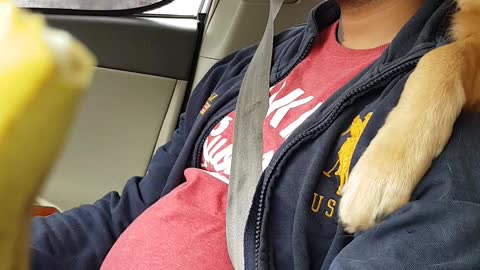 golden retriever want papa attention when he is driving