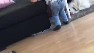 Baby boy throws toy for dog to go fetch but falls over dog