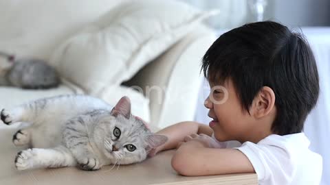 Cute Asian Child Playing With Scottish Kitten Together