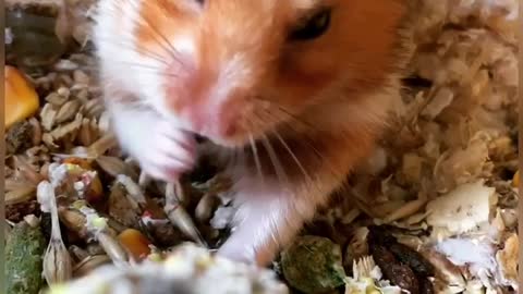 Cute Hamster Is Eating Delicious Treat Stick