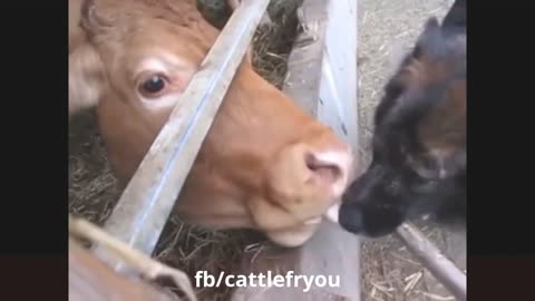funny cow videos and enjoying time here