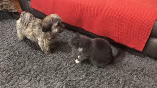 Pet Wrestling Pt 13