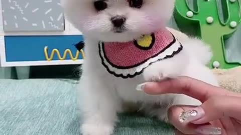 Cute Pomeranian Short Vid