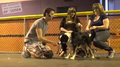 Dog Training 101: How To Train ANY DOG The Basics Information