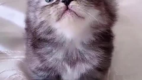 Kitty cat so cute