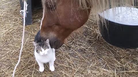 Gus the horse tries to pick up Rider kitty