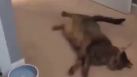 Baby cat giving tight slap and other pretending to be dead🤣🤣😱