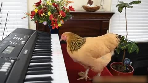 Chicken Plays Piano with a Beatiful Melody