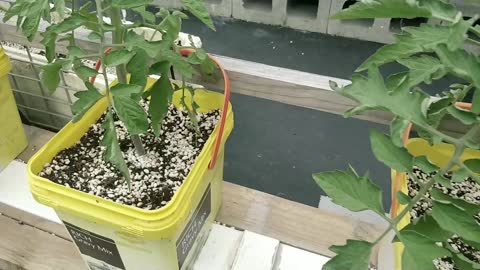 Hydroponic Wicking System