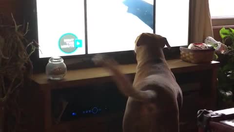 Dog totally fascinated by other dogs on TV