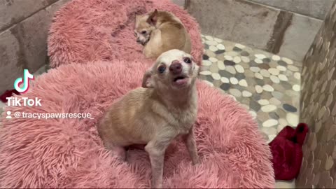 Tiny old dog rescued from house with 70 + dogs