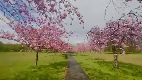 Never ending beautiful pink cherry blossom
