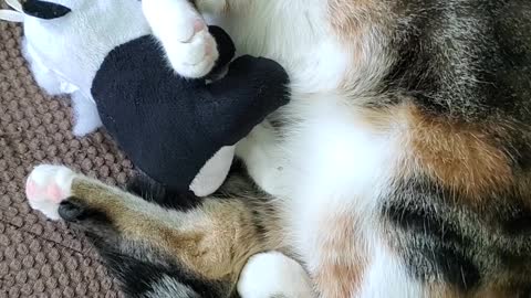 Cat Falls Asleep With Her Stuff Animal