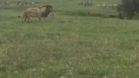 DOG ATTACKS LION!