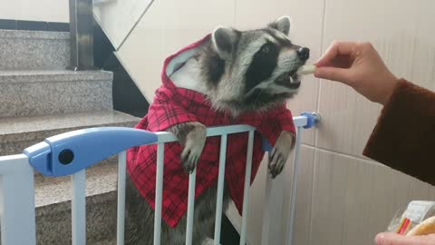 Raccoon stands in a hoodie and eats snacks.