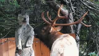 Noisy elk makes his feelings known about wooden bear statue