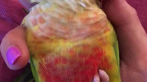 Very sleepy parrot