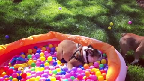 Bulldog birthday party is the best party ever