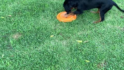 Duke’s first time with a frisbee!!