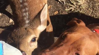 Dog and Baby Fawn Share a Sip