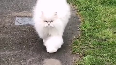 Persian cat so cute walking 🥰 |Funny animal videos| try not to laugh