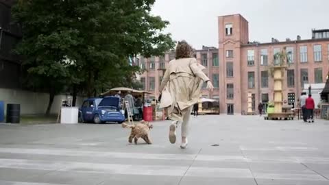 Very cute pet dog running playing