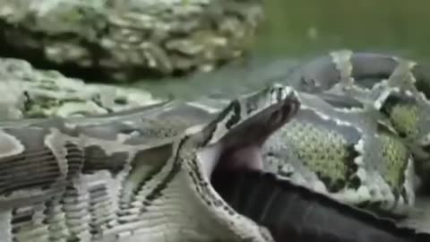 Python swallow whole Crocodile alive!!!!