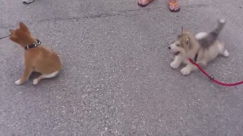 Alaskan malamute vs shiba inu