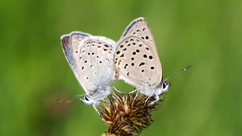 Couple Of Butterflies Fight On Flower