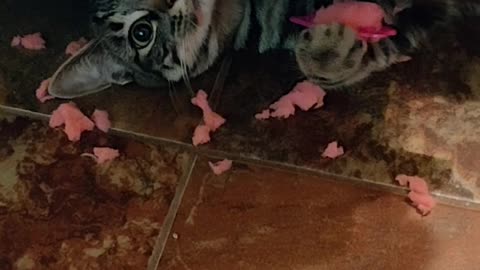 Kitten Destruction