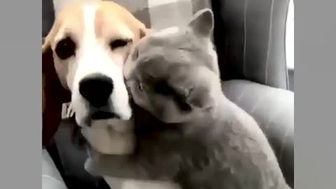 Cute puppy and kitten 😍
