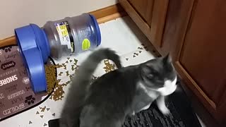 Cat playing with food in the middle of the night
