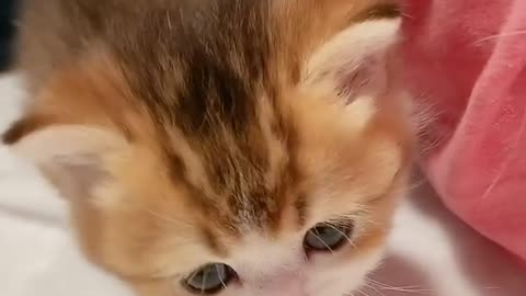 Baby Cat: Cute and Funny Cat