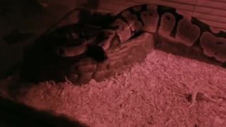 A Snake is Filmed At Night in The Glass Cage