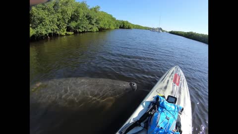 Friendly Manatee Visits Paddle Boarders