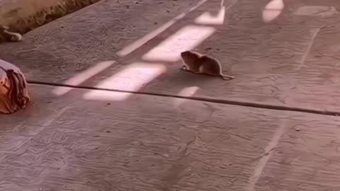 Dog and mouse fighting