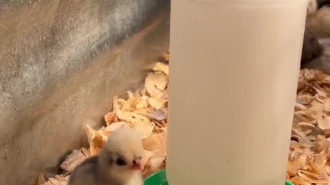 More baby chicks