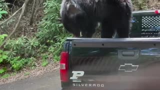 Bears Try and Break Into Locked Truck