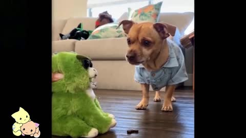 Cute and Funny Pets Video
