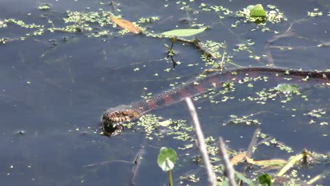 banded water snake swims in the lake