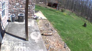 Bumblebee on Security Cam