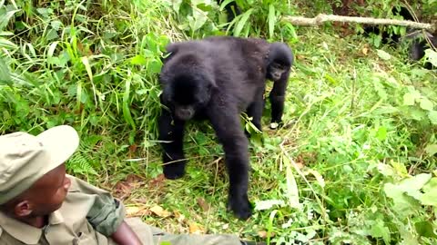 Curious Gorilla in Bwindi Uganda